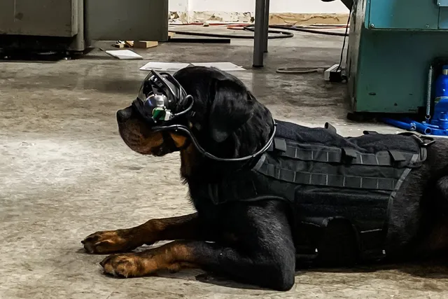 US Army AR Dog Goggles | Gafas de realidad aumentada para perros militares